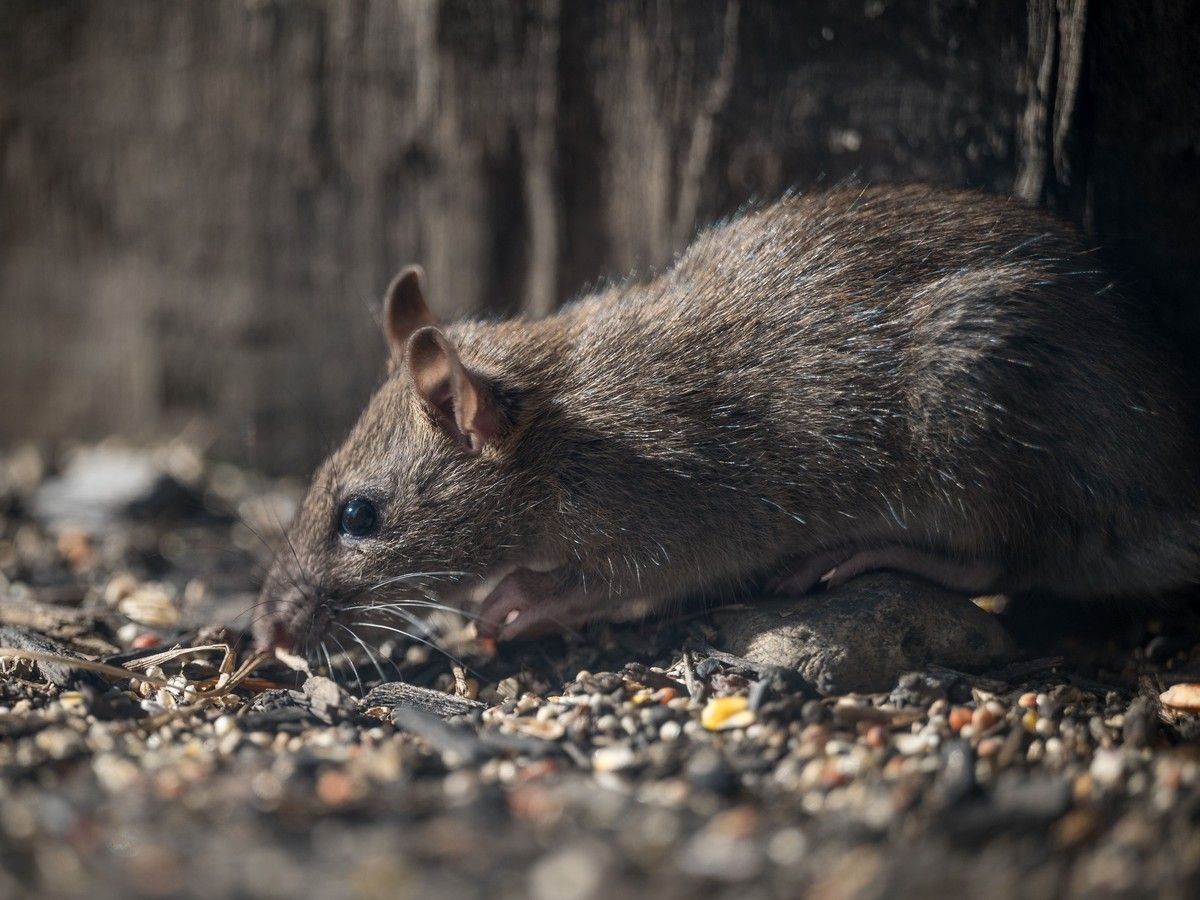 Ratte frisst verstreute Körner vor einer Holzwand