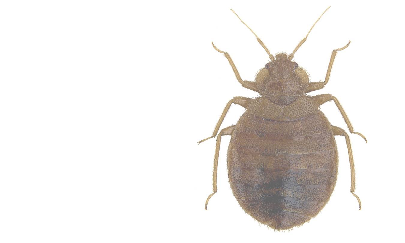 Bettwanze in Großaufnahme von oben