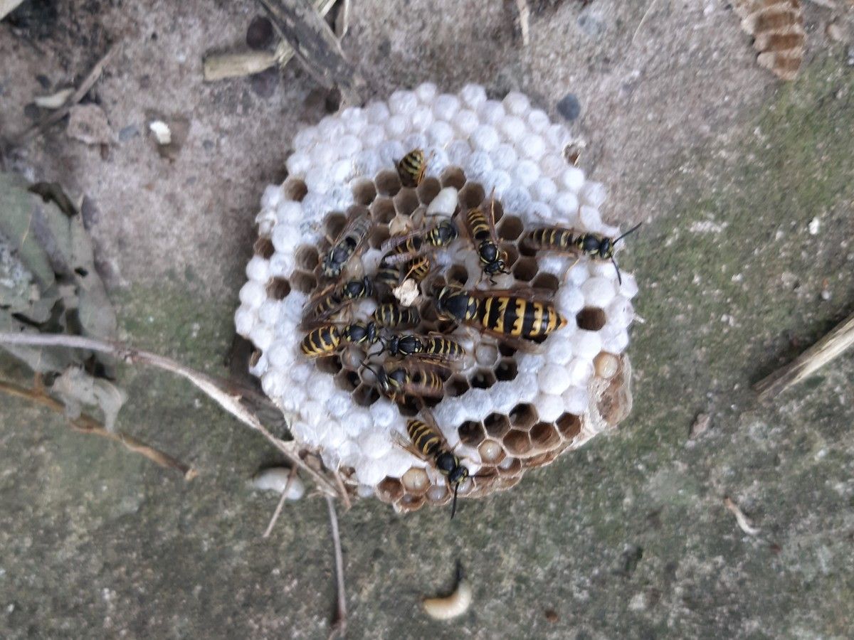 Heruntergefallene Wabe eines Wespennests mit Larven und Wespen auf dem Boden